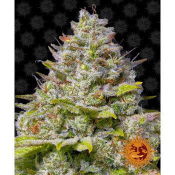 Barney's Farm Blue Gelato...