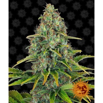 Barney's Farm Blue Cheese...