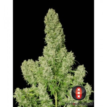 Serious White Russian...