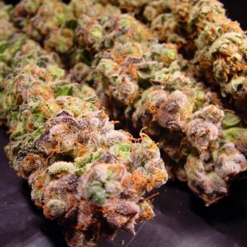 Paradise Seeds Durga Mata...