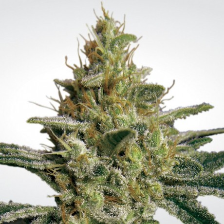 Paradise Seeds Allkush Feminizada