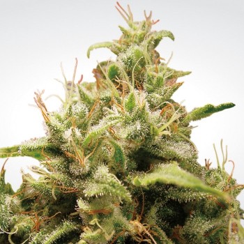 Paradise Seeds Opium...