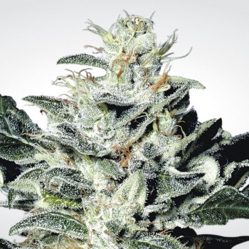 Paradise Seeds Sensi Star...