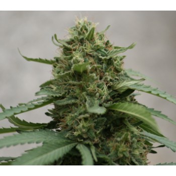 Deep Purple Cheese Feminizada