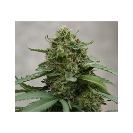 Deep Purple Cheese Feminizada