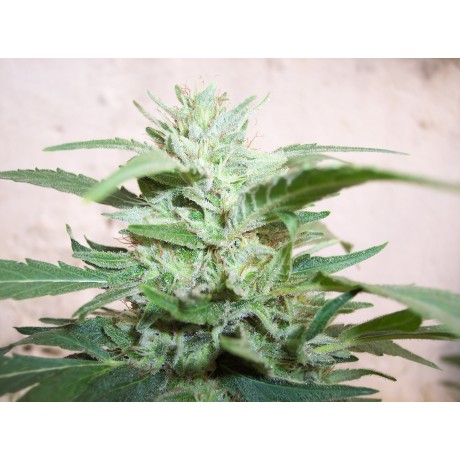 Deep Purple Super Skunk Feminizada Unidad
