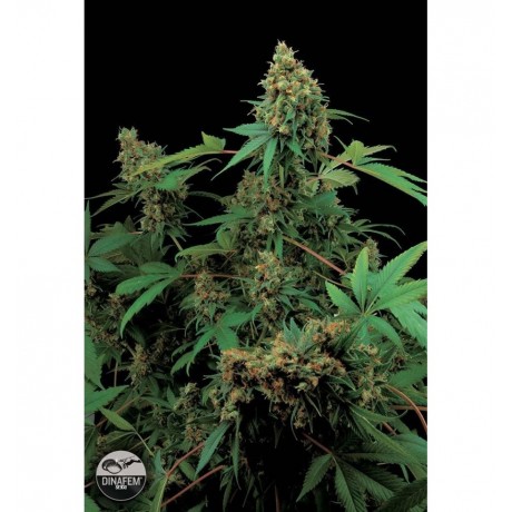 Silent Moby Dick Feminizada