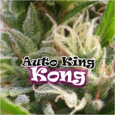 Dr. Underground King Kong Auto Feminizada
