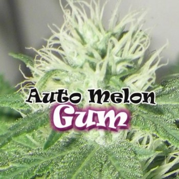 Dr. Underground Melon Gum...