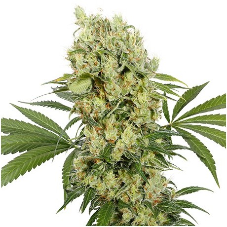 Buddha Seeds Medikit CBD Feminizada