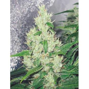 Medical Seeds Y Griega...