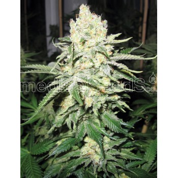 Medical Seeds No Name...