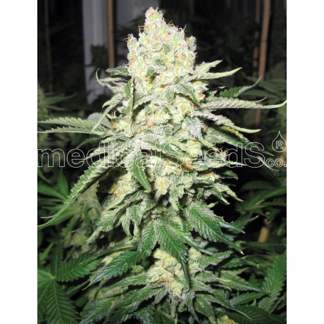 Medical Seeds No Name Feminizada
