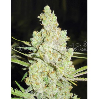 Medical Seeds 1024 Feminizada