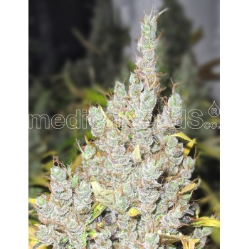 Medical Seeds 2046 Feminizada