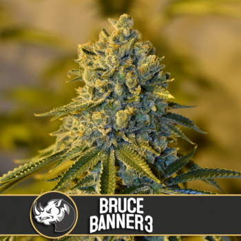 Blimburn Bruce Banner 3...
