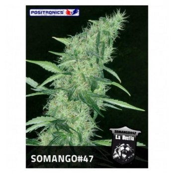 Positronics Somango 47...