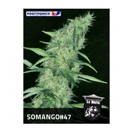 Positronics Somango 47 Feminizada