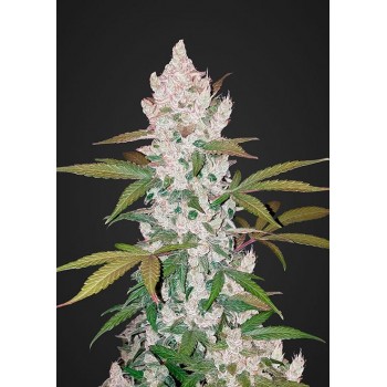 Fast Bud Girl Scout Cookies...