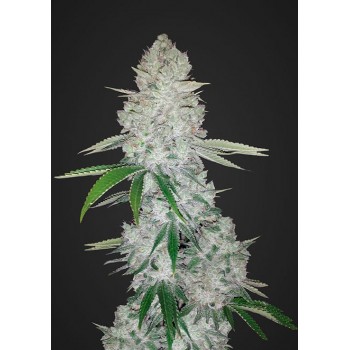 Fast Bud Gorilla Glue Auto...