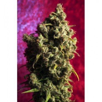 Reggae Seeds Juanita la...