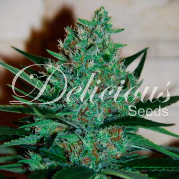 Delicious Fruity Chronic...