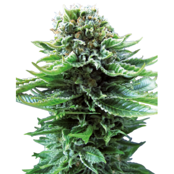 Sensi Seeds Northern Light...