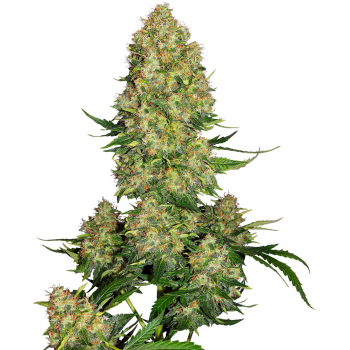 Sensi Seeds Skunk1 Auto...