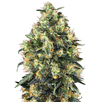 Sensi Seeds Super Skunk...