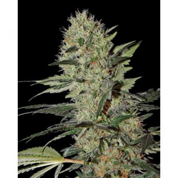 Greenhouse Exodus Cheese...