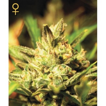 Greenhouse Super Critical...