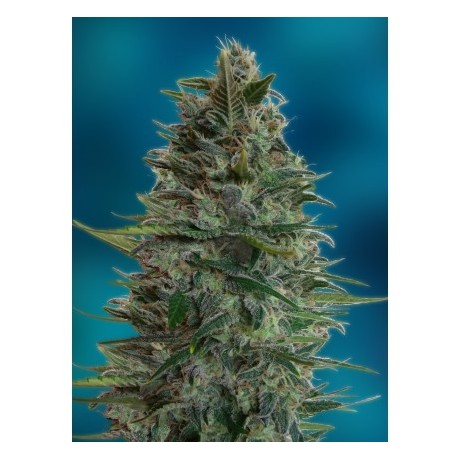 Advanced Blue Diesel Auto Feminizada Unidad