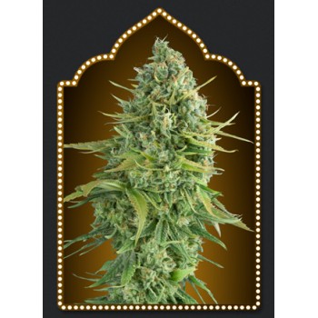 00 Seeds Do-Si-Dos Auto...