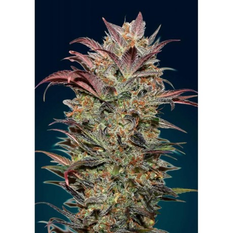 00 Seeds Chocolate Cream Auto Feminizada Unidad