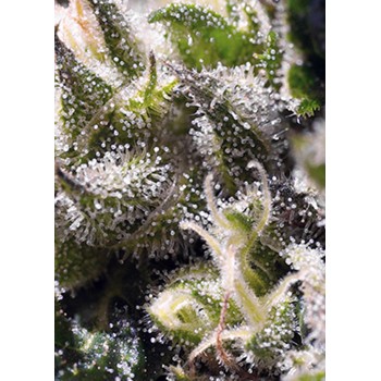 Sweet Seeds Cream Caramel...