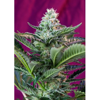 Sweet Seeds Mohan Ram Auto...