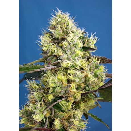 Sweet Seeds Gelato Auto Feminizada