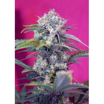Sweet Seeds Cream Mandarine...