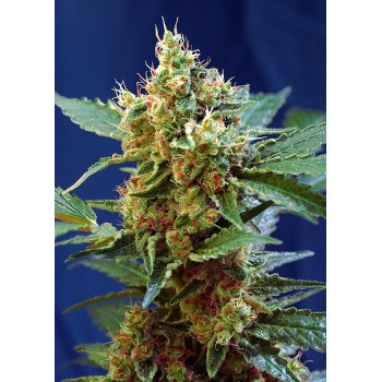 Sweet Seeds Cream Mandarine...