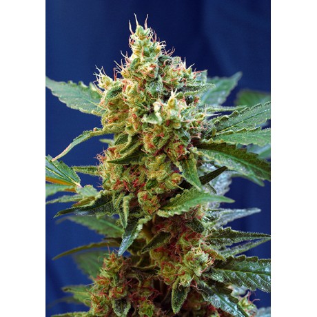 Sweet Seeds Cream Mandarine XL Auto Feminizada