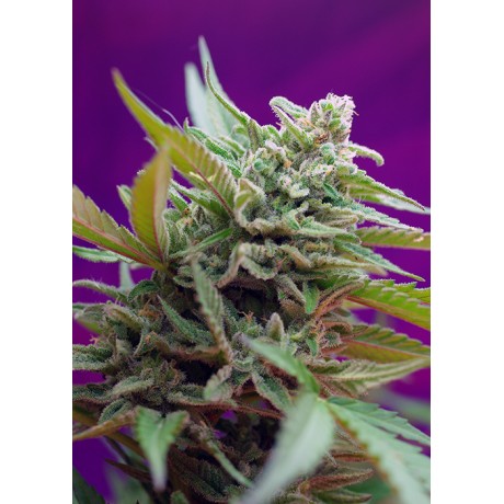 Sweet Seeds Black Jack Auto Feminizada