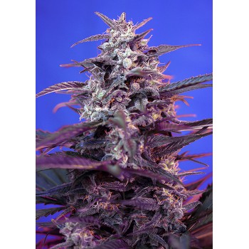 Sweet Seeds Bloody Skunk...