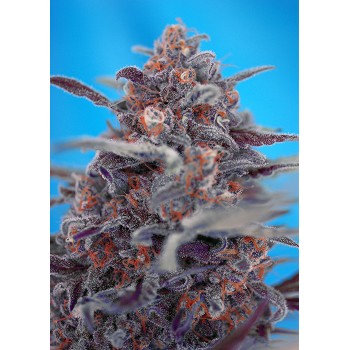 Sweet Seeds Devil Cream...