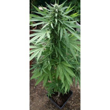 Deep Purple Auto Ak Feminizada