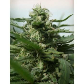 Deep Purple Auto Critical...