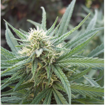 Deep Purple Auto Somango...