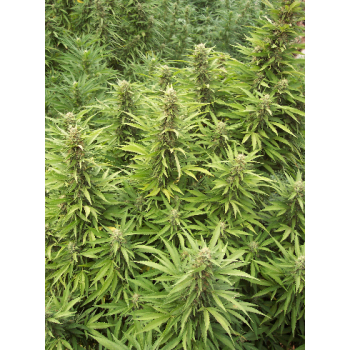 Deep Purple Auto Cheese...