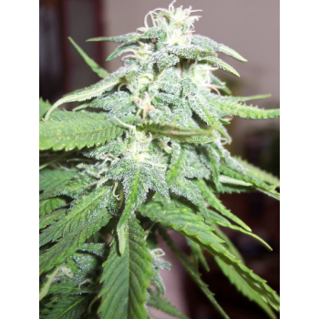 Deep Purple Auto Jack Herer...