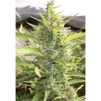 Deep Purple Auto Destroyer...