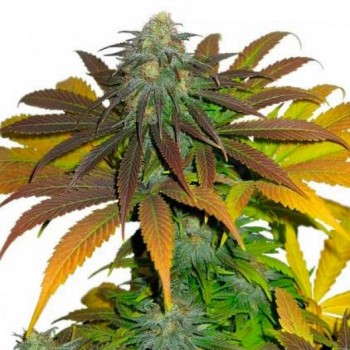 Dutch Passion Californian...